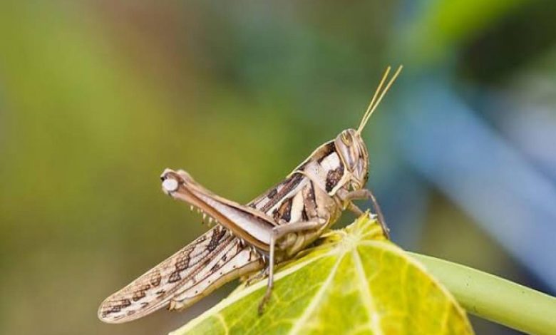 Belediyeden ‘çekirge’ açıklaması