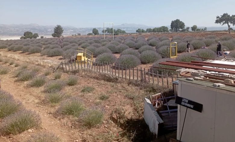 Lavanta erken açtı, tur tarihleri öne alındı