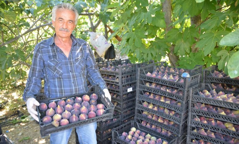 Antalya İbradı'da incir hasadı başladı