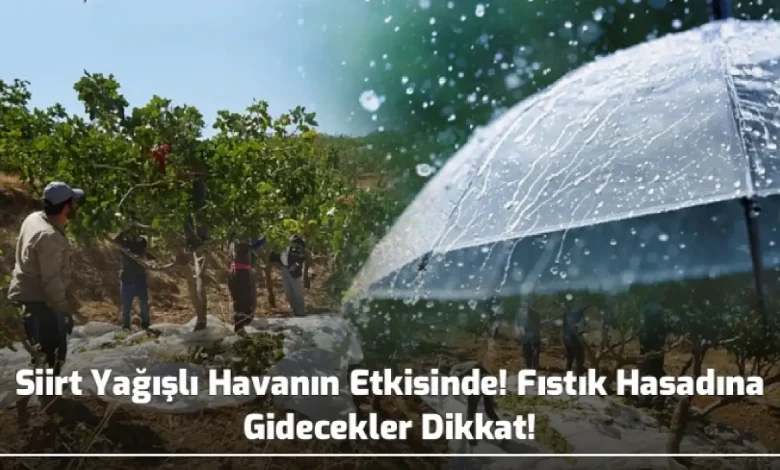 Siirt yağışlı havanın etkisinde, fıstık hasadına gidecekler dikkat!