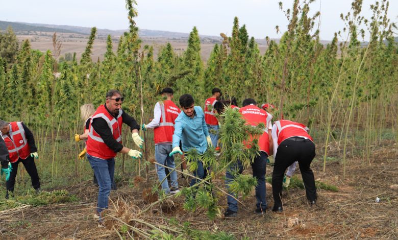 Amasya'da kenevir hasat şenliği düzenlendi