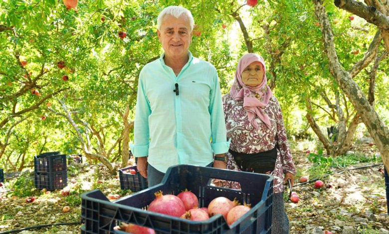 Finike’de nar hasadı sürüyor