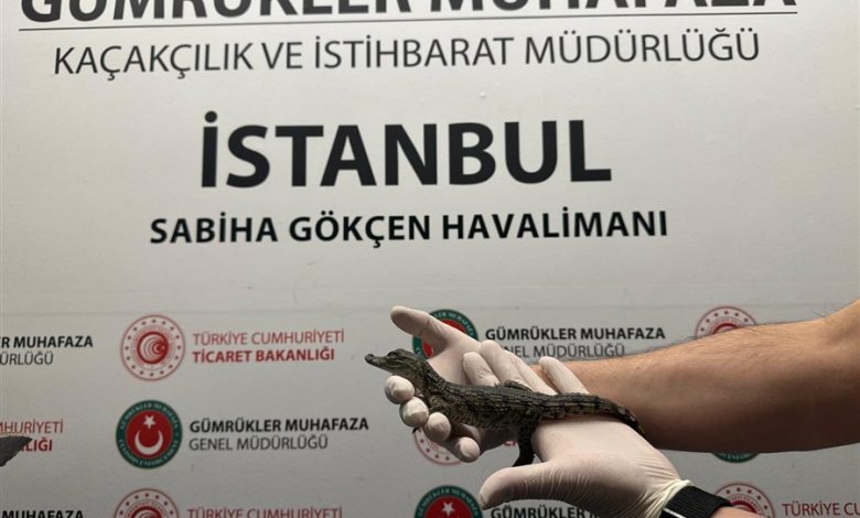 Havaalanında 17 Yavru Timsah ve 10 Yavru Kertenkele Yakalandı