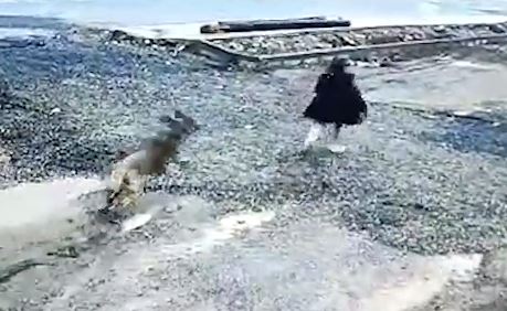 Gaziantep'te başıboş köpek çocuğa saldırdı - Birlik Haber Ajansı