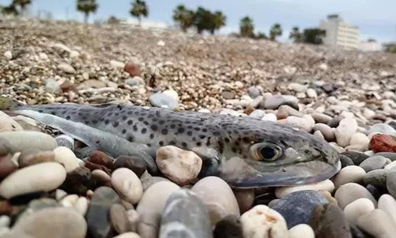Antalya'da 5 yılda 88 bin 747 balon balığı avlandı - Birlik Haber Ajansı