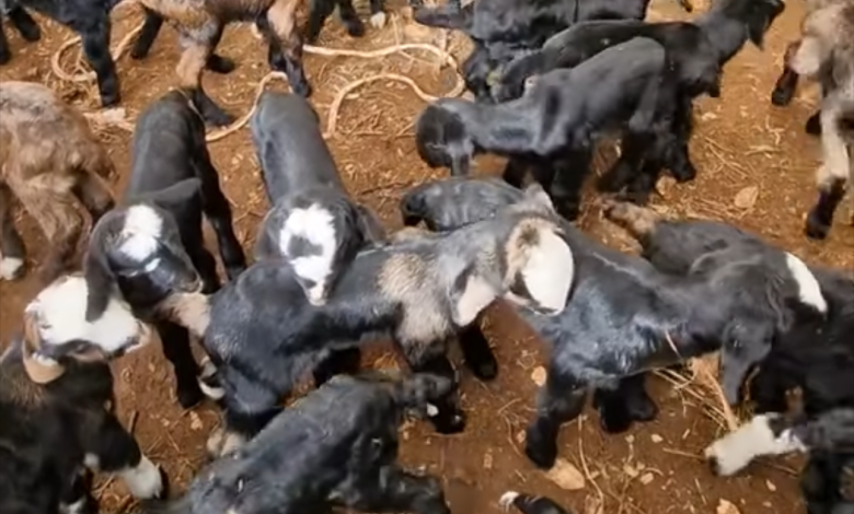 Antalya’da küçükbaş üreticilerinin oğlak mesaisi başladı - Birlik Haber Ajansı