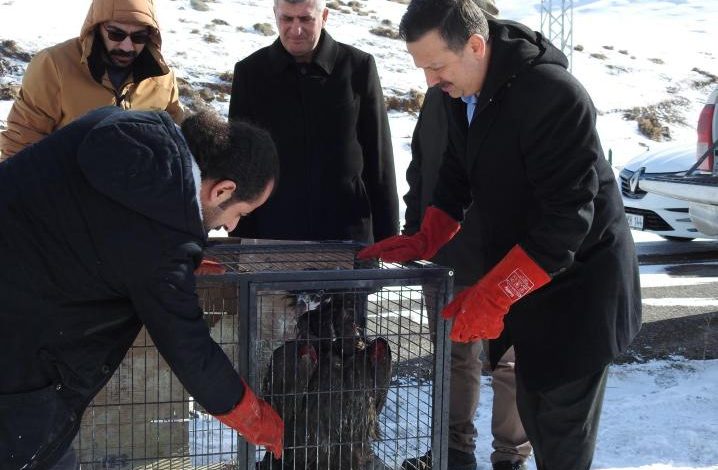 Kars'ta tedavi edilen kara akbaba doğaya salındı - Birlik Haber Ajansı