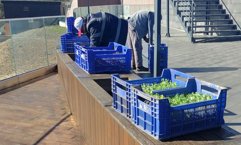 Korkuteli Belediyesinden soğuğa dayanıklı lahana çiçeği dikimi - Birlik Haber Ajansı