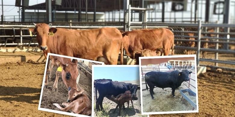 TAGEM’in hayvancılık ıslah çalışmaları ülke ekonomisine katkı sağlıyor - Birlik Haber Ajansı