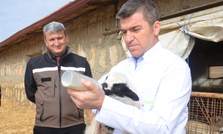 Amasya'da süt kuzuları anneleriyle buluştu - Birlik Haber Ajansı
