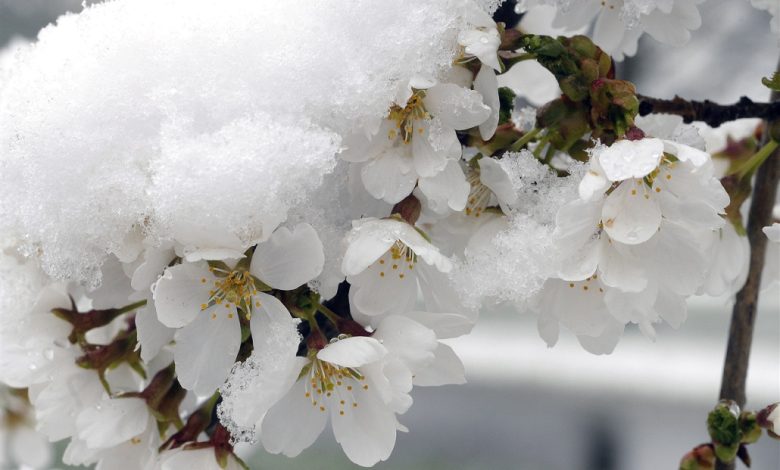 Batı ve iç kesimlerde zirai don tehlikesi - Birlik Haber Ajansı