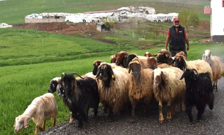 Batman'da yağışlar, tarım ve hayvancılığı canlandırdı - Birlik Haber Ajansı