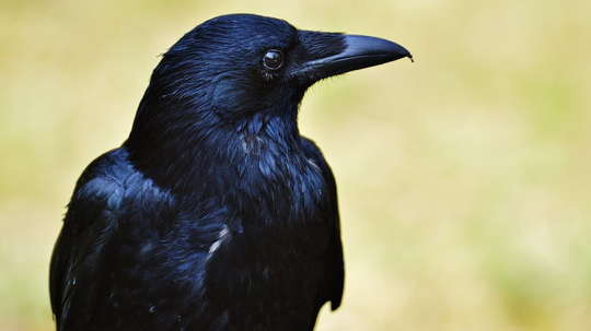 Zekâ sınırları aşılıyor: Kargalar geometrik şekilleri ayırt ediyor - Birlik Haber Ajansı