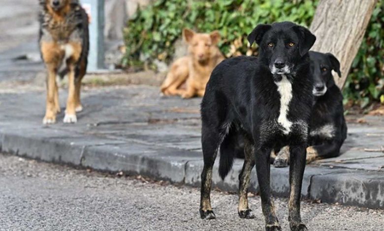 Çocuğunu Korurken Saldırıya Uğradı