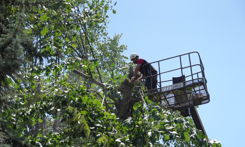 SÜMEYYENUR ALP – TEKHA