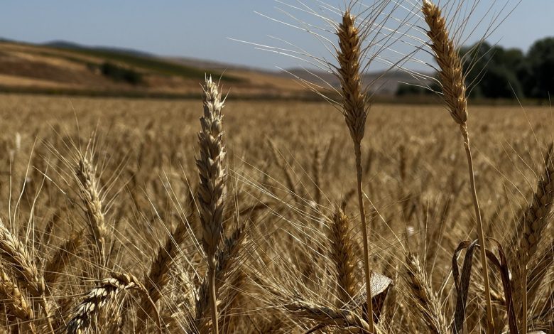 SÜMEYYENUR ALP – TEKHA