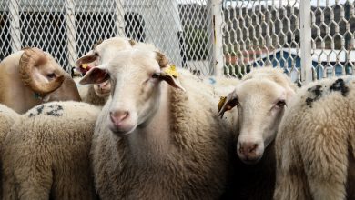 ANKARA / TEKHA Diyanet