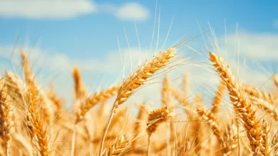 Ukrayna’nın İddiaları İsrail ile Diplomatik