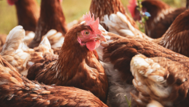 ANKARA / TEKHA Ticaret Bakanlığı,